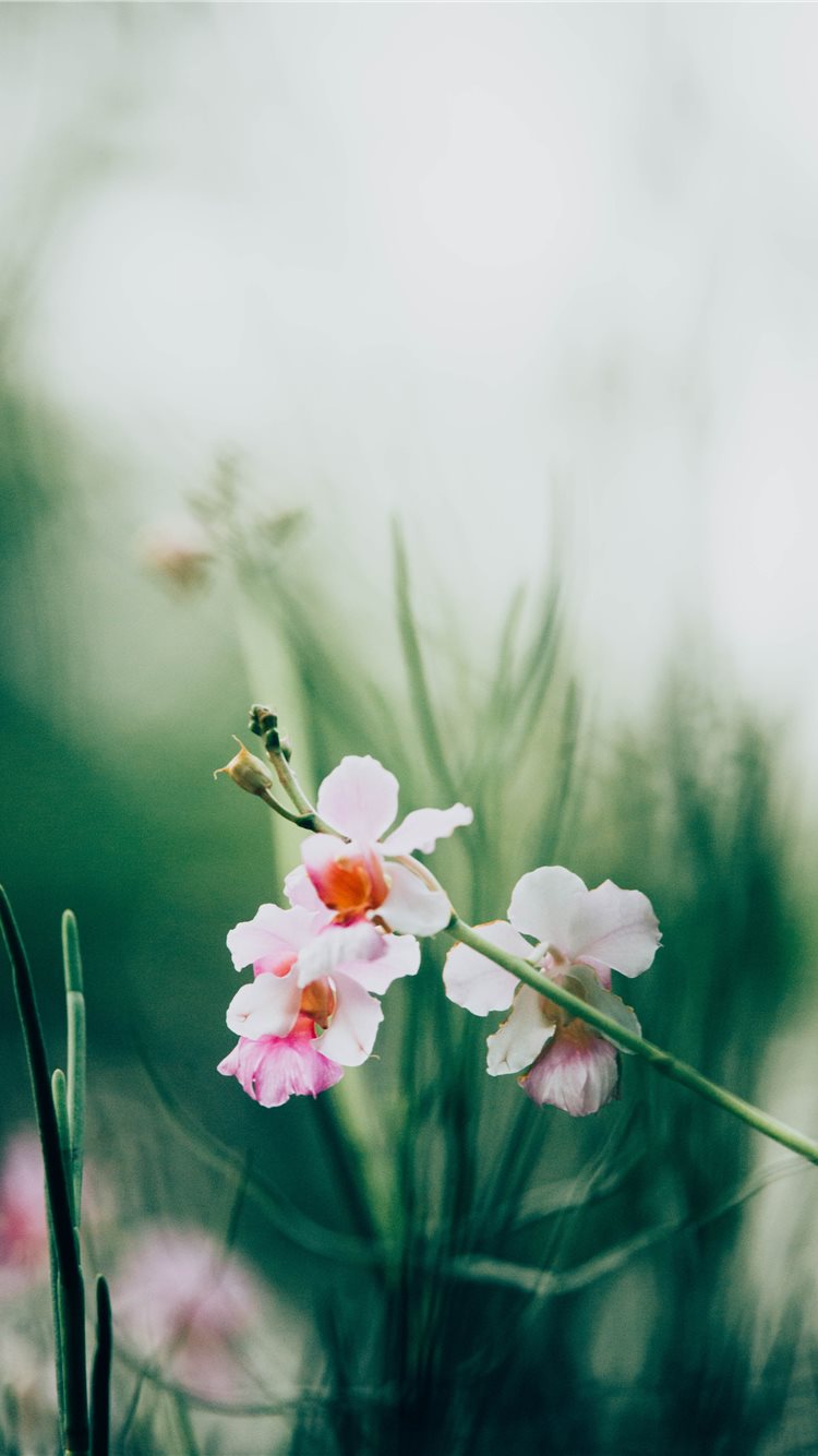 Flower IPhone 8 Wallpapers Free Download