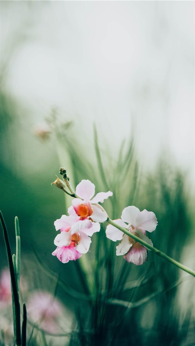 1080x1920 flower - stem iPhone 8 Wallpaper