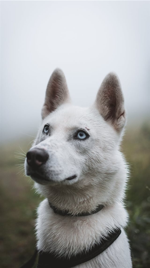 1080x1920 Those eyes! - cute iPhone 8 Wallpaper