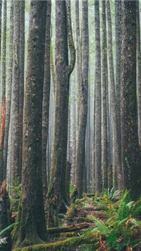Ecola-State-Park--Cannon-Beach--United-States iPhone 6(s)~8(s) wallpaper