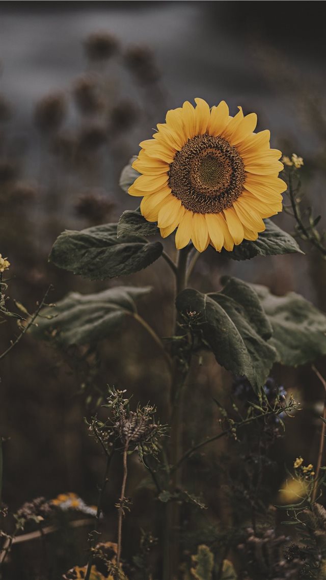 1080x1920 Sunflower - sunflower iPhone 8 Wallpaper