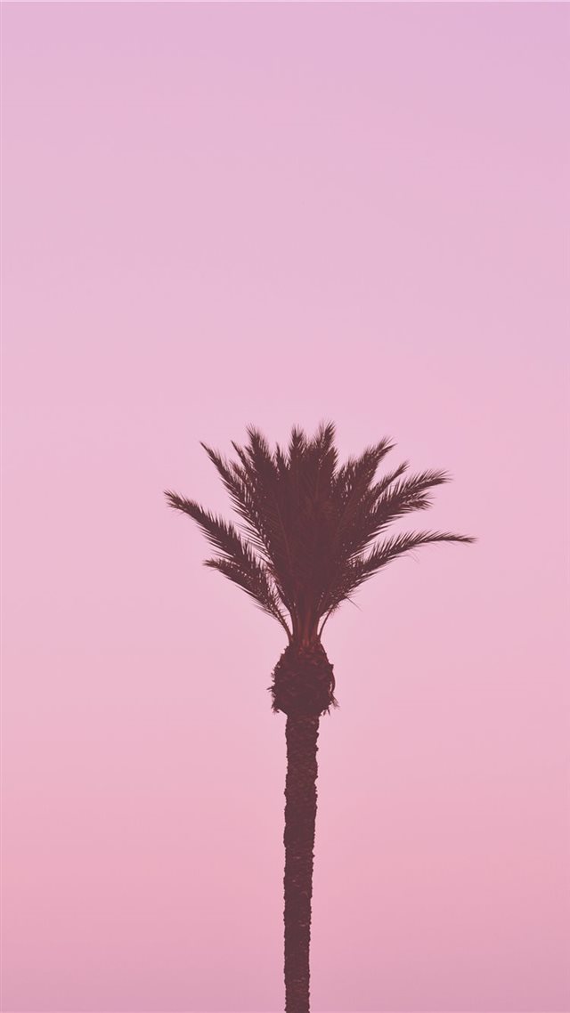 1080x1920 La palmera romántica - palm iPhone 8 Wallpaper