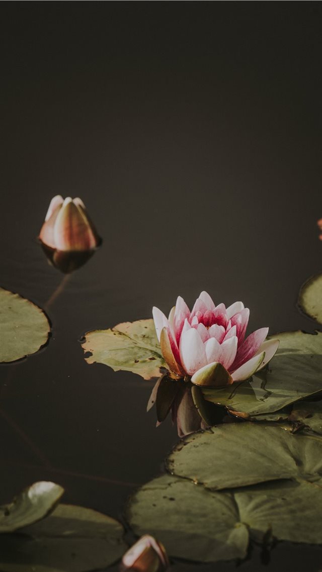 1080x1920 Lily pad - water lily iPhone 8 Wallpaper