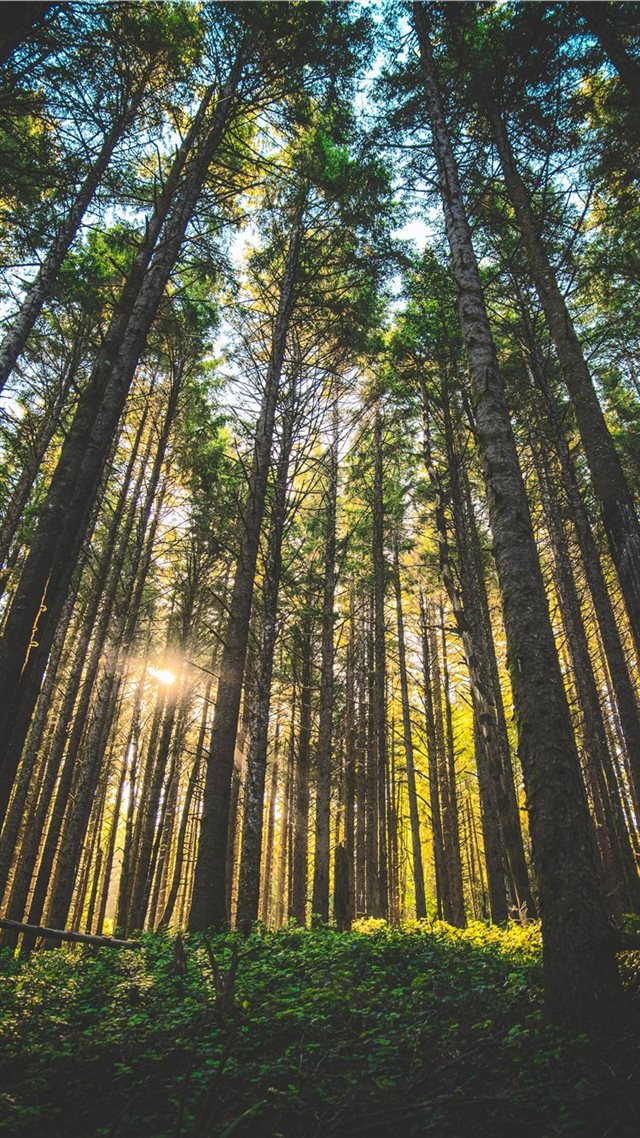 1080x1920 Oregon  United States - wanderlust iPhone 8 Wallpaper