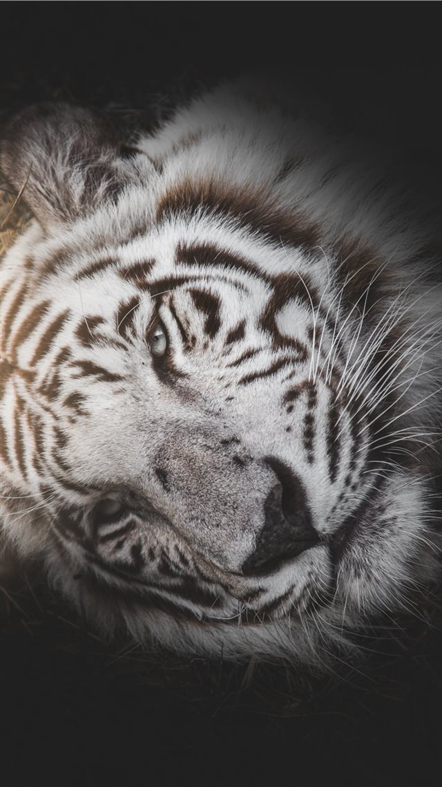 1080x1920 A Rare Beauty - tree iPhone 8 Wallpaper