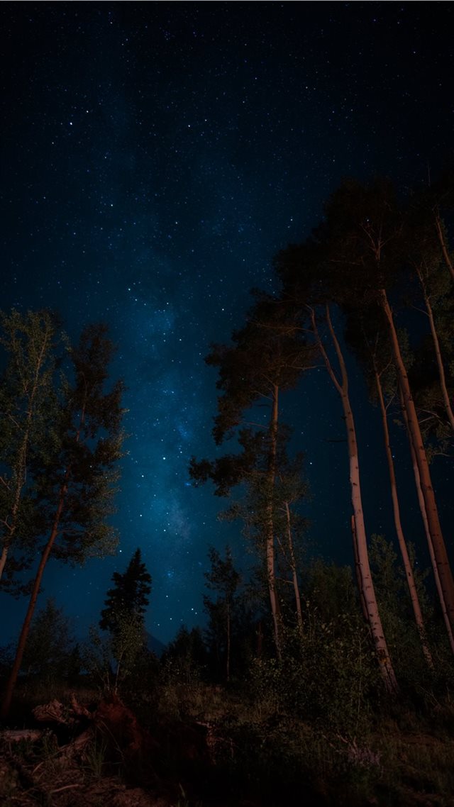 1080x1920 darkness - forest iPhone 8 Wallpaper