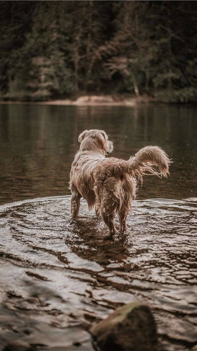 1080x1920 Cooper in the Wild - dog iPhone 8 Wallpaper