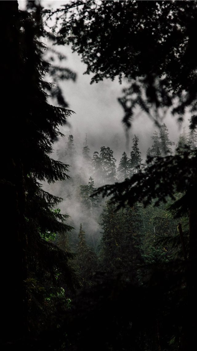 1080x1920 In the Quiet Woods - gray iPhone 8 Wallpaper