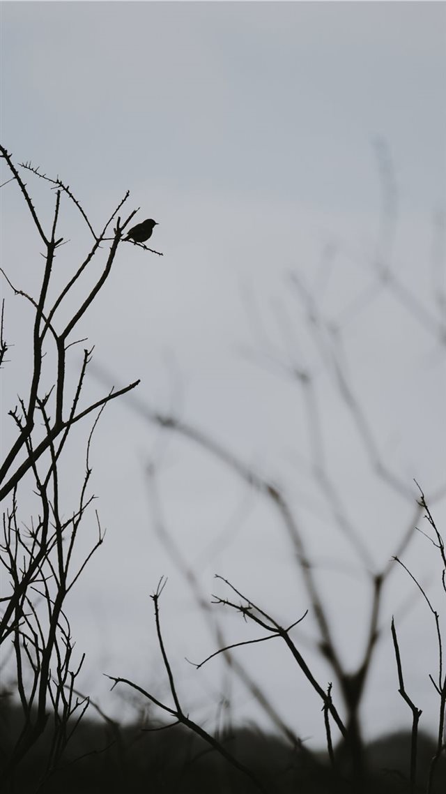 1080x1920 Silhouette of a bird perched on a branch - silhouette iPhone 8 Wallpaper
