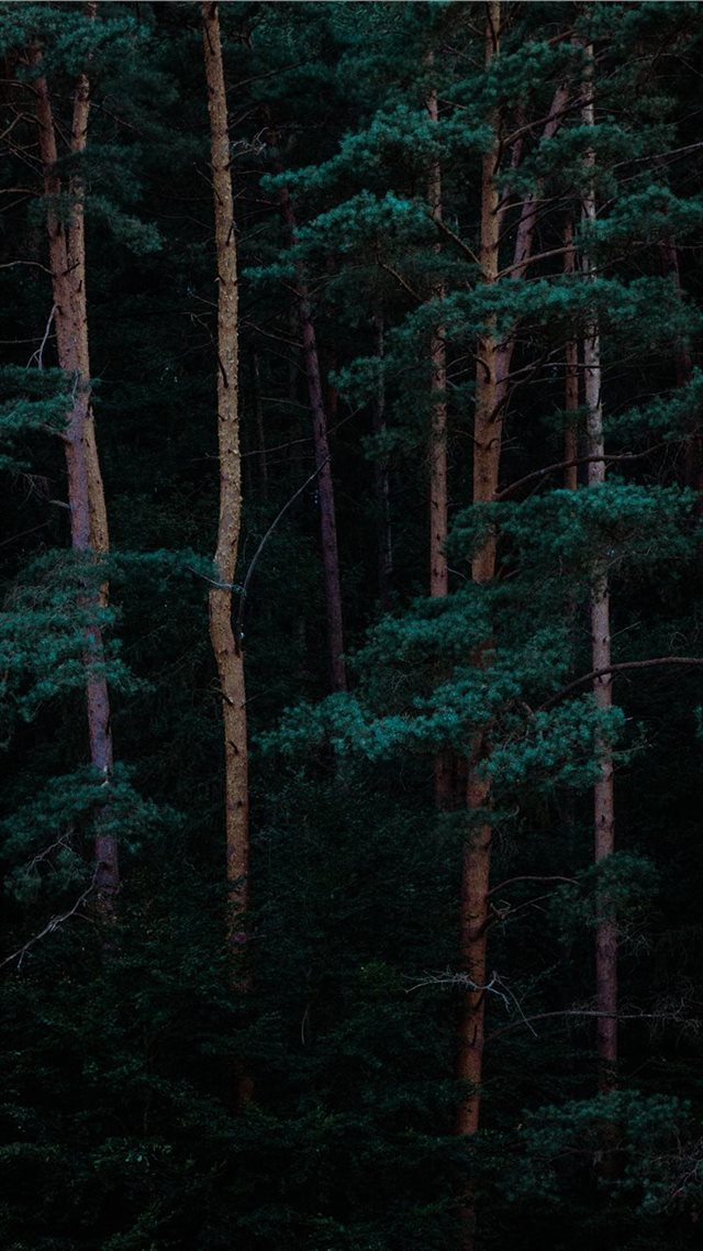 1080x1920 Trees - tree iPhone 8 Wallpaper