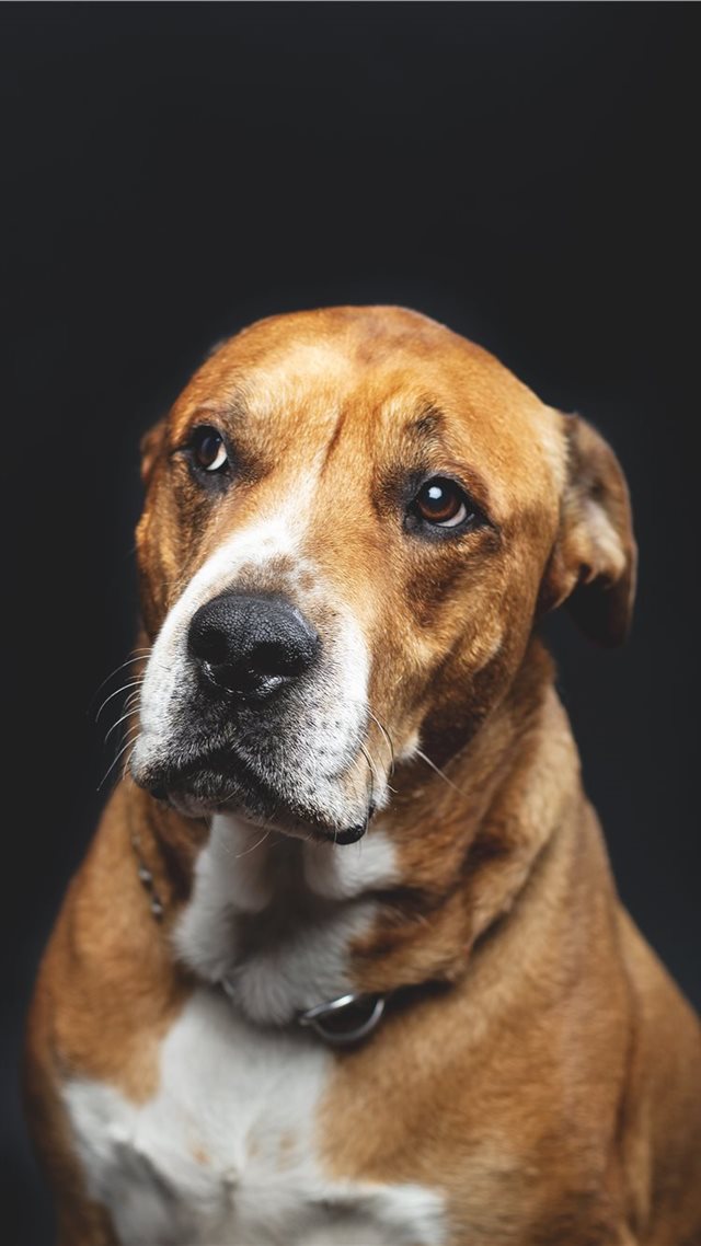 1080x1920 Rescue Dog - brown iPhone 8 Wallpaper