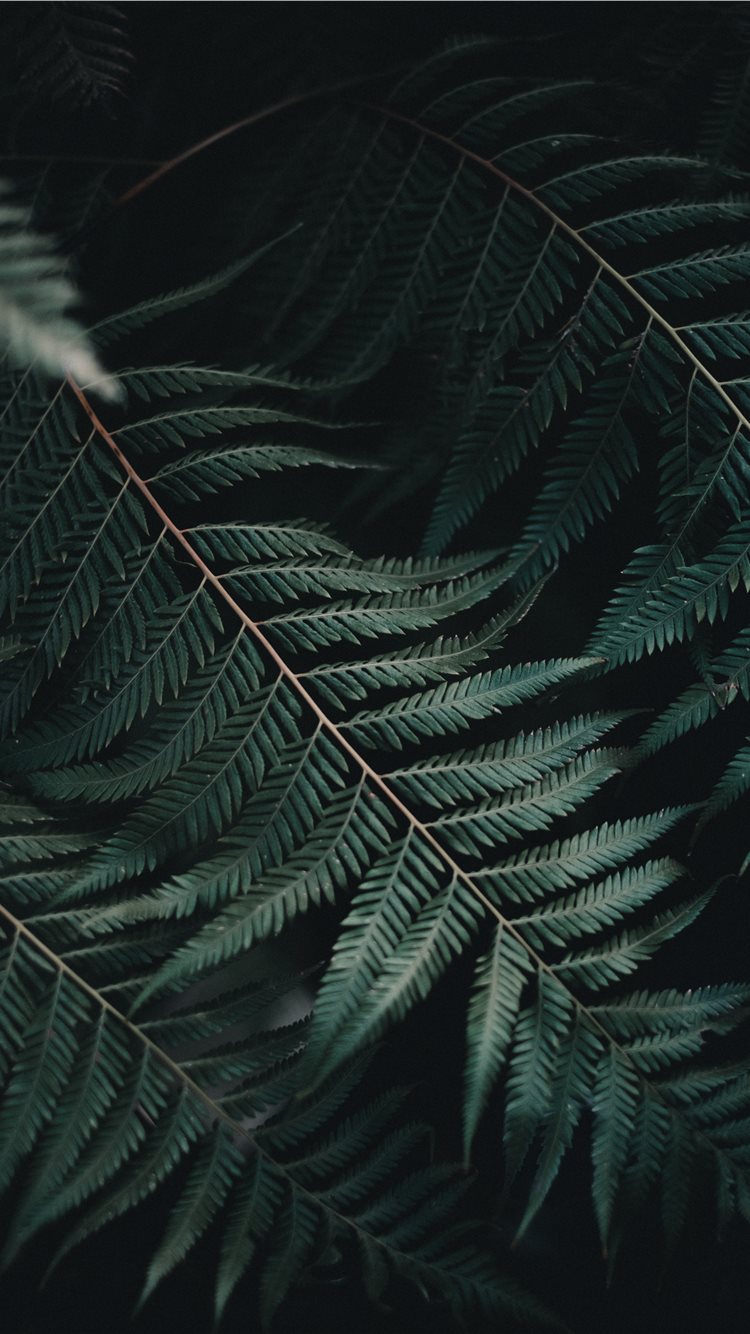 Amongst The Ferns Iphone 8 Wallpapers Free Download