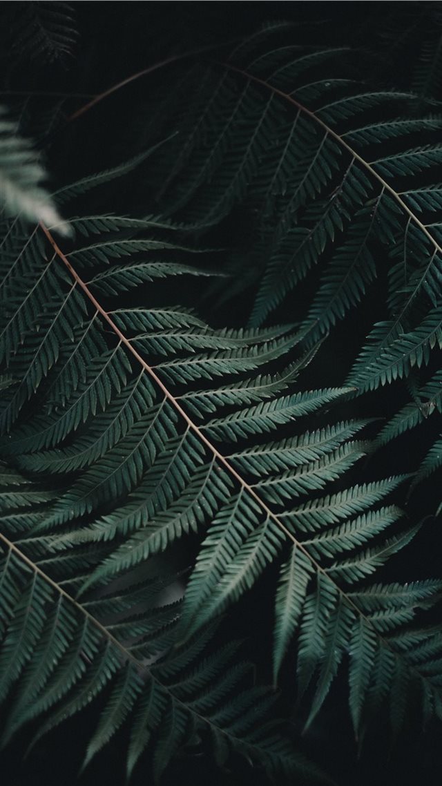 1080x1920 Amongst the Ferns - garden iPhone 8 Wallpaper