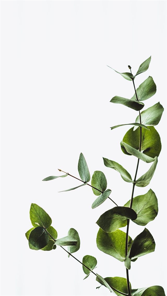 1080x1920 Minimal eucalyptus leaves - branch iPhone 8 Wallpaper