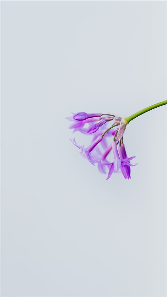 1080x1920 Simple - flower iPhone 8 Wallpaper