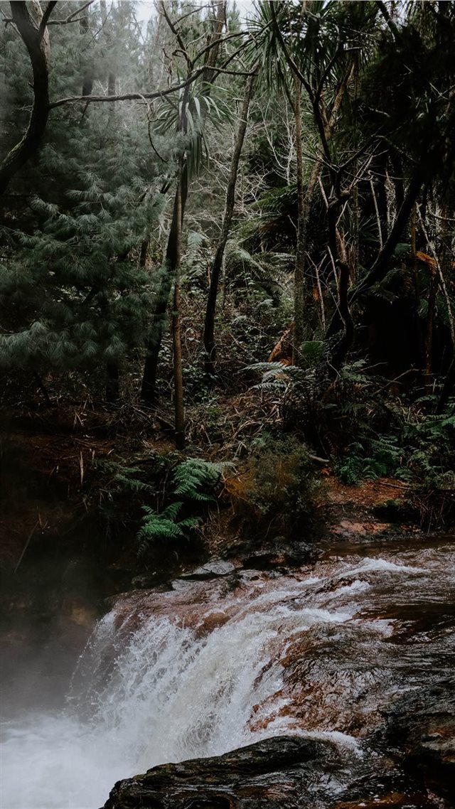 1080x1920 New Zealand - tree iPhone 8 Wallpaper
