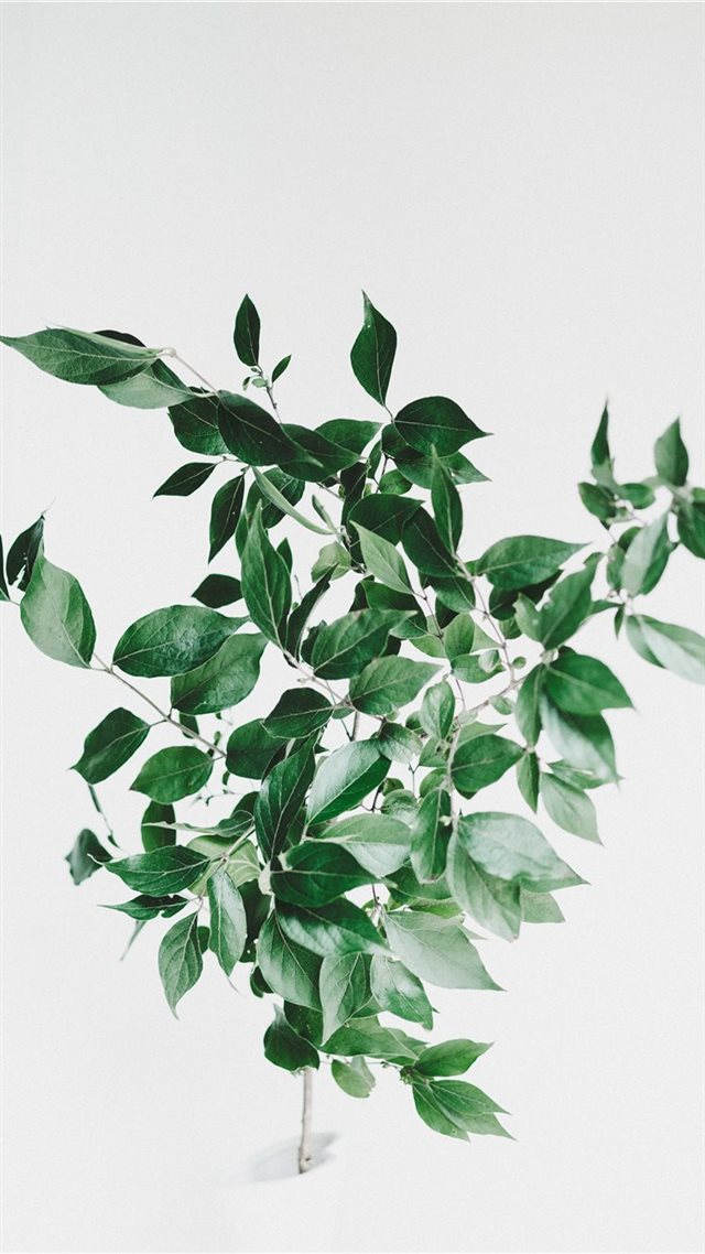 1080x1920 Backyard leaves - branch iPhone 8 Wallpaper