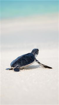 Save the turtles wallpaper