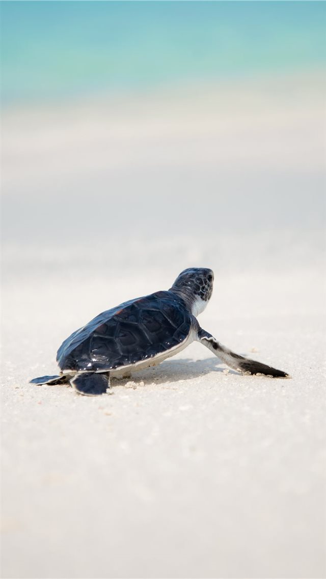 1080x1920 Save the turtles - shore iPhone 8 Wallpaper
