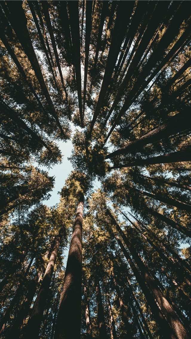1080x1920 Looking up is fun  - forest iPhone 8 Wallpaper