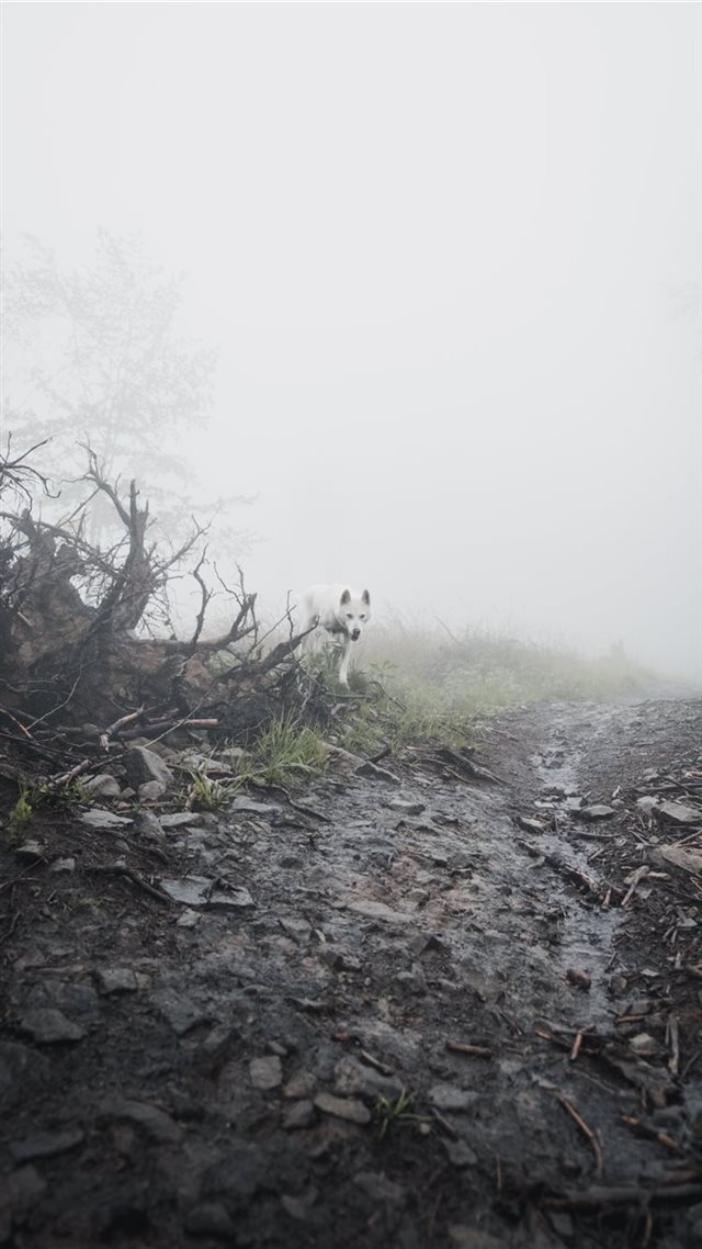 1080x1920 gotyou! - dog iPhone 8 Wallpaper