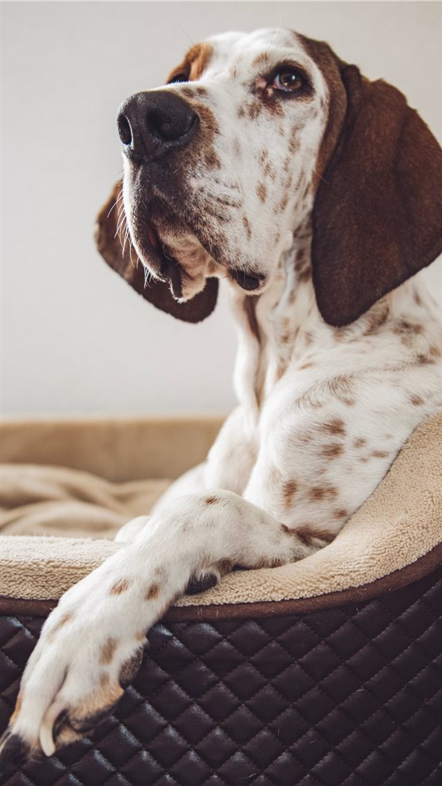 1080x1920 Aramis Part II - pet iPhone 8 Wallpaper