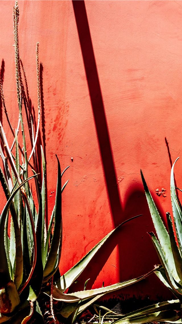 1080x1920 Complimentary Succulents - color iPhone 8 Wallpaper