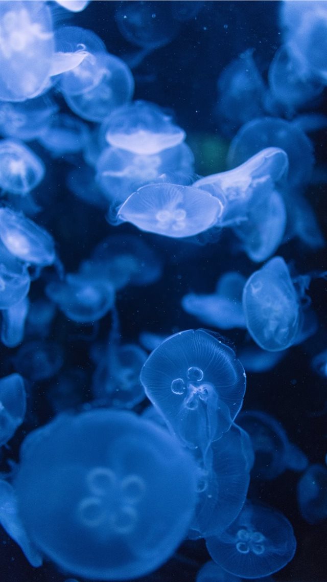 1080x1920 Jellyfish - sealife iPhone 8 Wallpaper