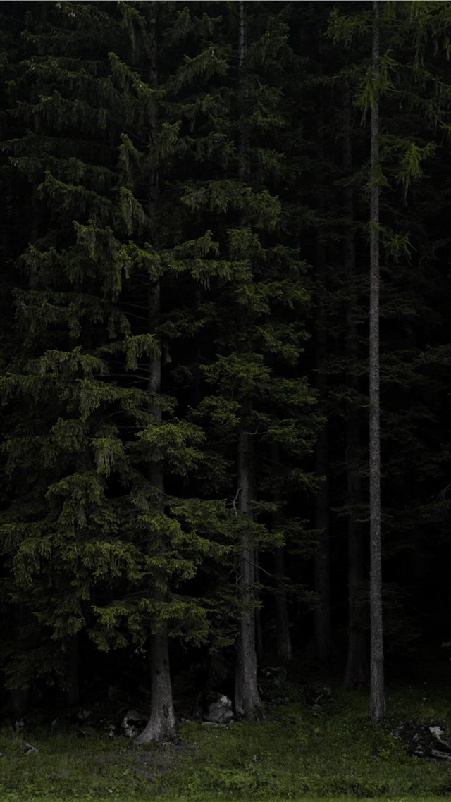 1080x1920 anguished - forest iPhone 8 Wallpaper