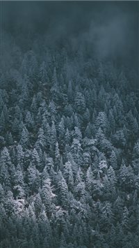 Snow Covered Pines wallpaper