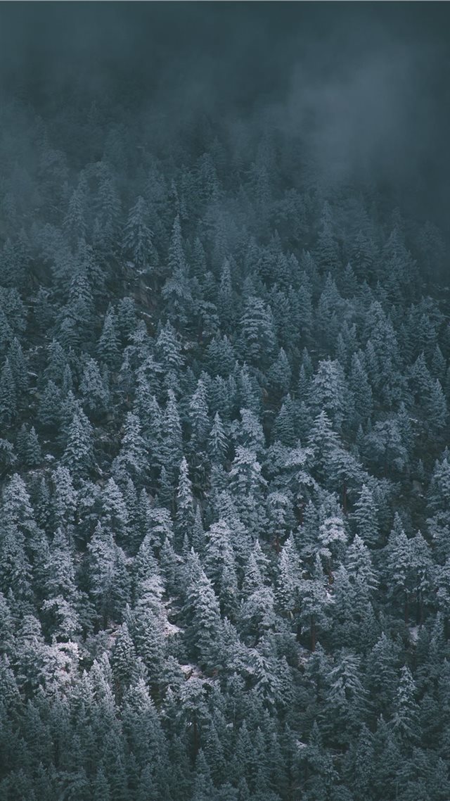 1080x1920 Snow Covered Pines - pine tree iPhone 8 Wallpaper