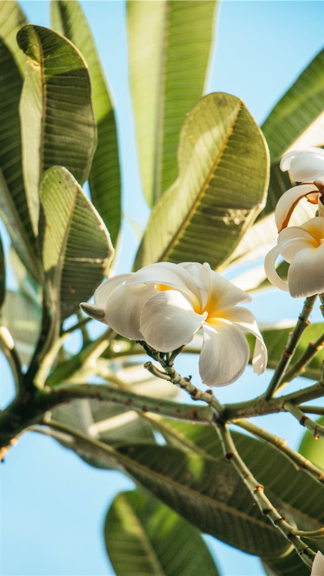 1080x1920 The smell of Hawaii - flower iPhone 8 Wallpaper