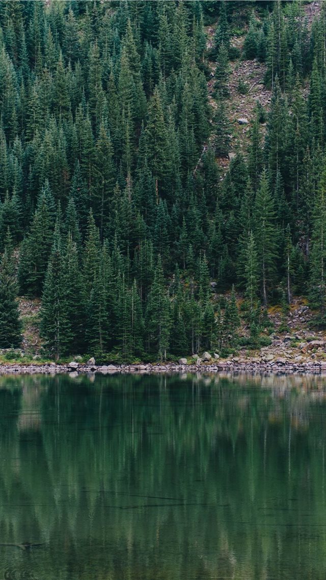 1080x1920 Treeflection - lake iPhone 8 Wallpaper