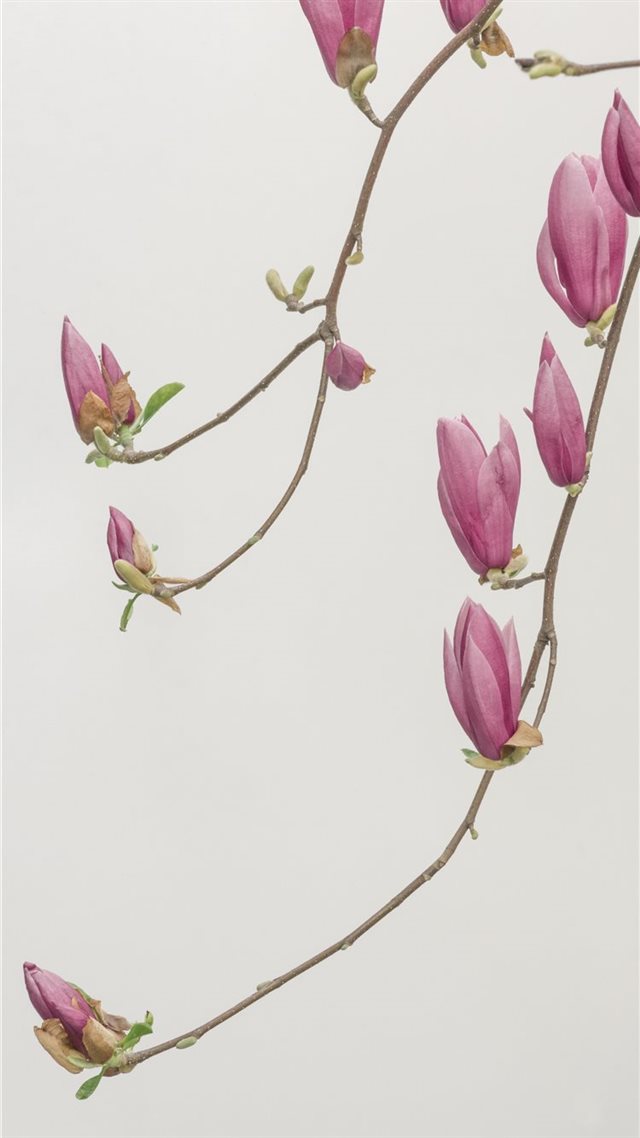 1080x1920 solid color background - outdoor iPhone 8 Wallpaper