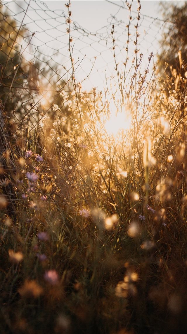 1080x1920 grass - fence iPhone 8 Wallpaper