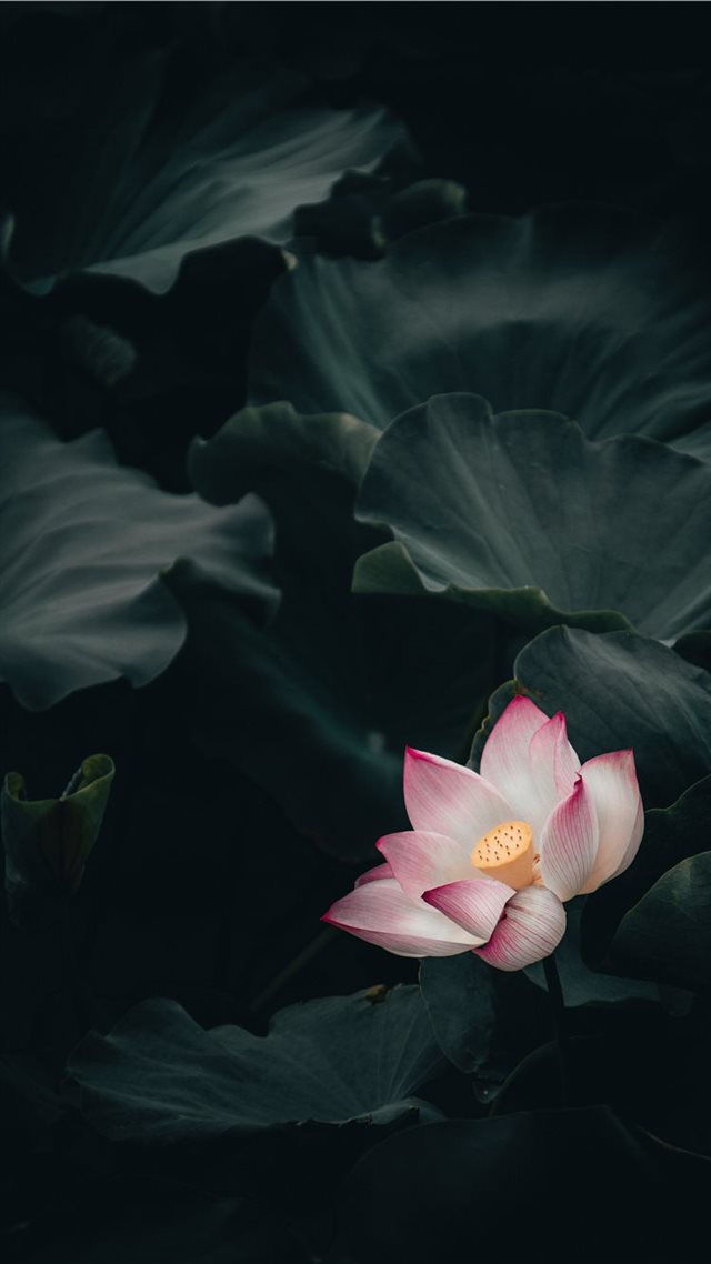1080x1920 Lotus - flower iPhone 8 Wallpaper