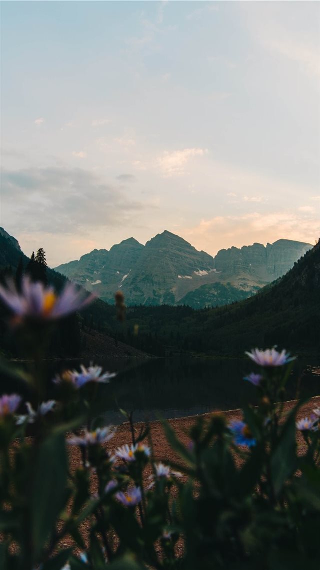 1080x1920 Goldy Caps - flower iPhone 8 Wallpaper
