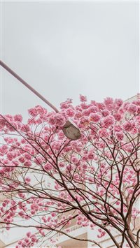 Rose trees iPhone 6(s)~8(s) wallpaper