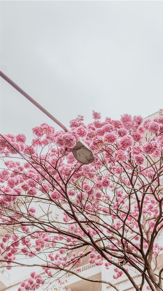 1080x1920 Rose trees - urban iPhone 8 Wallpaper