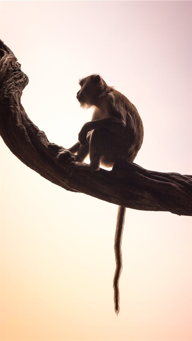 1080x1920 long tailed macaque - silhouette iPhone 8 Wallpaper