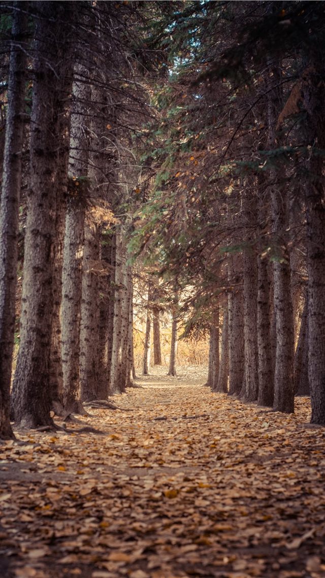 1080x1920 Autum - edmonton iPhone 8 Wallpaper