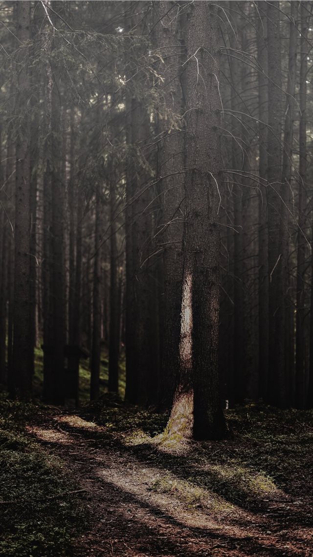 1080x1920 Foggy sunray - hd wallpaper iPhone 8 Wallpaper
