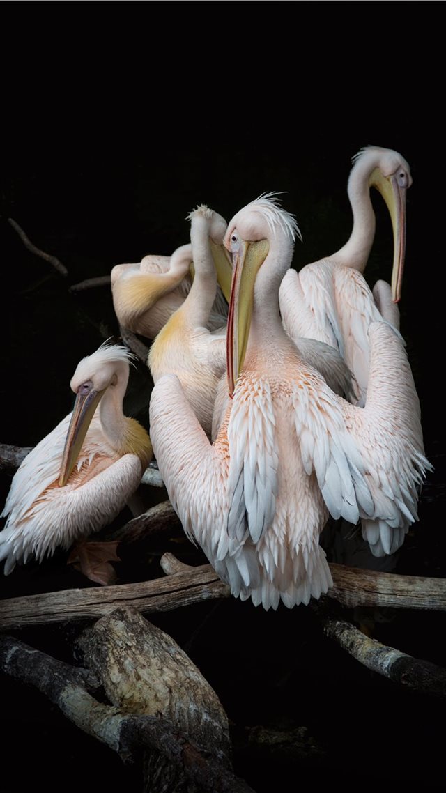 1080x1920 Pink Pelicans - bird iPhone 8 Wallpaper
