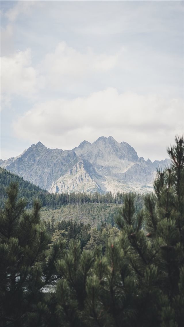1080x1920 Rockn´roll - tree iPhone 8 Wallpaper