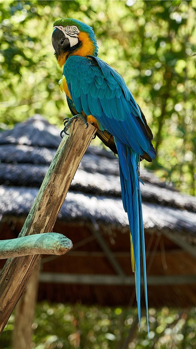 1080x1920 Parrot - feather iPhone 8 Wallpaper