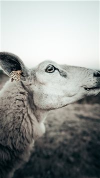 Emy the sheep iPhone 6(s)~8(s) wallpaper