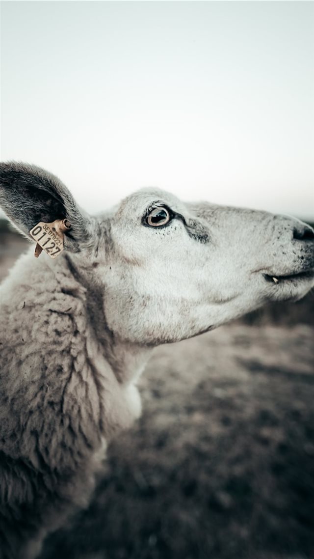 1080x1920 Emy the sheep - face iPhone 8 Wallpaper