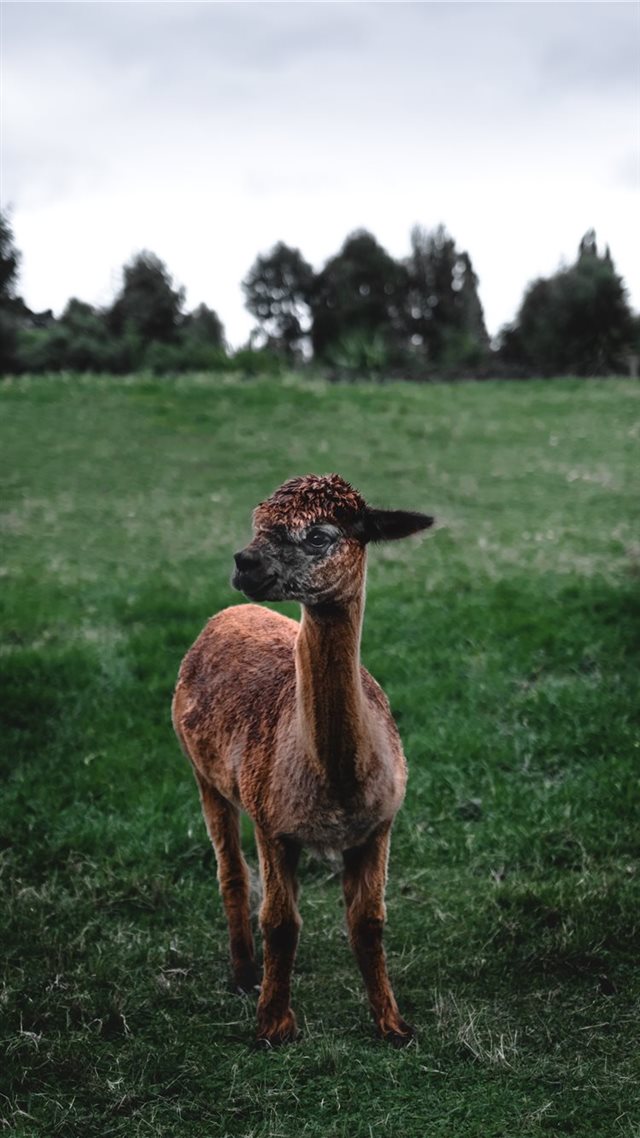 1080x1920 Llama - animal iPhone 8 Wallpaper