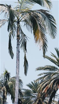 Beverly Palms wallpaper
