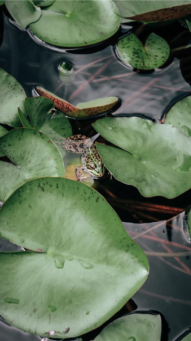 1080x1920 Hidden in the green - frog iPhone 8 Wallpaper